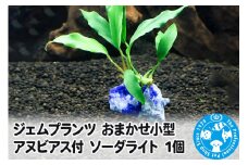 ジェムプランツ おまかせ小型アヌビアス付 ソーダライト 1個