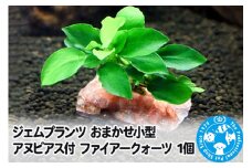 ジェムプランツ おまかせ小型アヌビアス付 ファイアークォーツ 1個