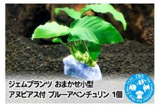 ジェムプランツ おまかせ小型アヌビアス付 ブルーアベンチュリン 1個