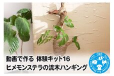 動画で作る 体験キット16 ヒメモンステラの流木ハンギング