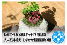 動画で作る 体験キット17 苔盆栽 抗火石鉢植え おまかせ観葉植物3種