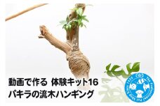 動画で作る 体験キット16 パキラの流木ハンギング