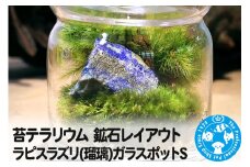苔テラリウム 鉱石レイアウト ラピスラズリ(瑠璃)ガラスポットS 説明書付