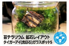 苔テラリウム 鉱石レイアウト タイガーアイ(虎目石)ガラスポットS 説明書付
