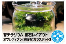苔テラリウム 鉱石レイアウト オブシディアン(黒曜石)ガラスポットS 説明書付