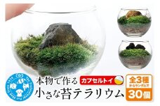 苔 種類おまかせ 本物で作る 小さな苔テラリウム カプセルトイ 30個セット 株式会社チャーム charm