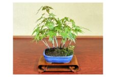 山もみじ盆栽（小型サイズ）樹齢5年程度　【11100-0042】