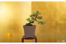 五葉松盆栽（小型サイズ）　【11100-0054】