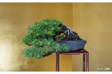 五葉松盆栽（中型サイズ）　【11100-0071】