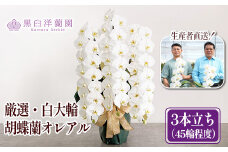 厳選・白大輪胡蝶蘭オレアル　3本立ち45輪程度（つぼみ含む）　【11100-0119】