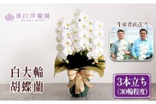 白大輪胡蝶蘭　3本立ち30輪程度（つぼみ含む）　【11100-0120】