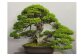 大宮盆栽美術館蔵／五葉松　銘「千代の松」（推定樹齢500年）