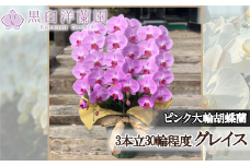 ピンク大輪胡蝶蘭　グレイス3本立ち30輪程度（つぼみ含む）　【11100-0121】