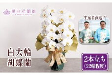 白大輪胡蝶蘭　2本立ち22輪程度（つぼみ含む）　【11100-0122】