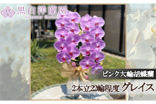 ピンク大輪胡蝶蘭　グレイス2本立ち22輪程度（つぼみ含む）　【11100-0123】