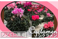【ノブヒロ園芸】シクラメン　6号鉢　＜赤系＞　【11100-0183】