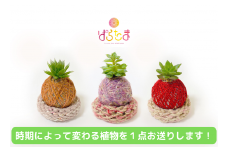 （障害者が作るハートフルグッズ）ぱらたま【11100-0166】