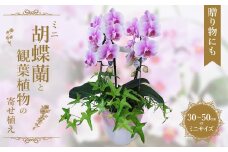 ミニ胡蝶蘭と観葉植物の寄せ植え　【11100-0962】