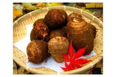 【約1.8kg】【日本農業遺産】落ち葉堆肥でじっくり育ったしっとり里芋 ／ サトイモ イモ 埼玉県 特産品