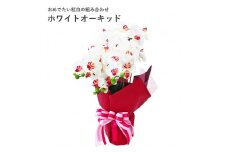 造花 シルクフラワーの胡蝶蘭の鉢植 3本立 光触媒 ホワイトオーキッド ／ お花 コチョウラン 埼玉県