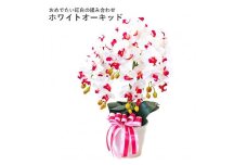 造花 シルクフラワーの胡蝶蘭の鉢植 5本立 CT触媒 ホワイトオーキッド ／ お花 コチョウラン 埼玉県