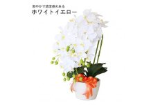 造花 シルクフラワーの胡蝶蘭の鉢植 5本立 CT触媒 ホワイトイエロー ／ お花 コチョウラン 埼玉県