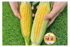 【6月15日以降発送】国分グリーンファームの採れたてスイートコーン（約6kg）【数量限定】