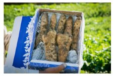 大和芋　２kg