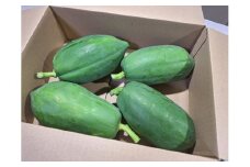 熊谷産青パパイヤ　3kg