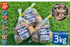 国分グリーンファームの採れたて「ぶあついしいたけ」（約3kg）