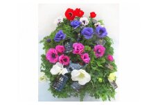 No.019 季節の花苗セット　アネモネ ／ お花 ガーデニング 鑑賞 埼玉県