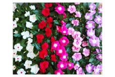 No.023 日々草　花苗セット ／ お花 ガーデニング 鑑賞 埼玉県