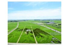 No.083 世界最大の田んぼアート田植え・稲刈り参加体験 ／ 体験チケット 参加チケット イベント 埼玉県
