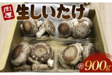 No.135 行田産こだわり生椎茸　約900g ／ きのこ しいたけ シイタケ 埼玉県