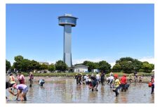 No.281 世界最大の田んぼアート田植え参加体験 ／ 体験チケット 参加チケット イベント 埼玉県