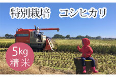 No.299 特別栽培　コシヒカリ　精米５kg ／ お米 こしひかり 白米 埼玉県 特産品