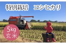 No.300 特別栽培　コシヒカリ　玄米５kg ／ お米 こしひかり げん米 埼玉県 特産品