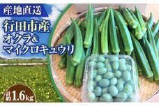 No.397 【産地直送】行田市産オクラ＆マイクロキュウリ　計1600g ／ 國嶋農産 野菜 新鮮 埼玉県 特産品