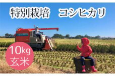 No.479 特別栽培　コシヒカリ　玄米10kg ／ お米 こしひかり げん米 埼玉県 特産品