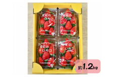 No.214 秩父のやよいひめ　4パック ／  苺 イチゴ いちご 果物 フルーツ 埼玉県 特産