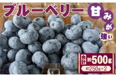 No.406 ブルーベリー　約500g（約250gパック×2） ／ 甘い 果物 フルーツ 埼玉県