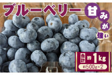 No.409 ブルーベリー　約1kg（約500gパック×2） ／ 甘い 果物 フルーツ 埼玉県