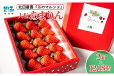 ＜先行予約/数量限定＞苺マルシェ 大粒あまりん 2箱 (12～18粒) | 苺 いちご ストロベリー あまりん 甘い 濃厚 おいしい ジューシー 果物 フルーツ 産地直送 フレッシュ 人気 おすすめ デザート お取り寄せ 贈り物 埼玉県 所沢市