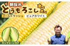 とうもろこし ゴールドラッシュ ピュアホワイト 食べ比べ 4本 ＋ ヤングコーンセット | トウモロコシ コーン ヤングコーン 白とうもろこし 黄色とうもろこし 白黄色 夏野菜 野菜 採れたて 朝採れ 新鮮 アップヒルファーム 埼玉県 所沢市