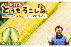 とうもろこし ゴールドラッシュ ピュアホワイト 食べ比べ 4本 ＋ ヤングコーンセット | トウモロコシ コーン ヤングコーン 白とうもろこし 黄色とうもろこし 白黄色 夏野菜 野菜 採れたて 朝採れ 新鮮 アップヒルファーム 埼玉県 所沢市