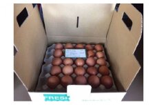 ≪飯能産≫放し飼いたまご 50個(夏季)[52210678]