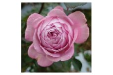 【Apple Roses】バラ苗『ラフ・メイカー』新苗育成苗6号ポット植え[52210682]