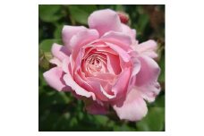 【Apple Roses】バラ苗『ストロベリー・スウィング』新苗育成苗6号ポット植え[№5221-0685]