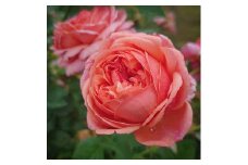 【Apple Roses】バラ苗『パウル・クレー』新苗育成苗6号ポット植え[52210686]