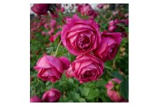 【Apple Roses】バラ苗『マイスタージンガー』新苗育成苗6号ポット植え[52210687]